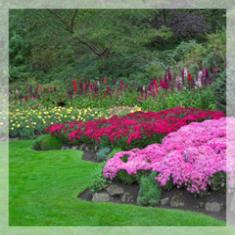 Lessons from My Garden