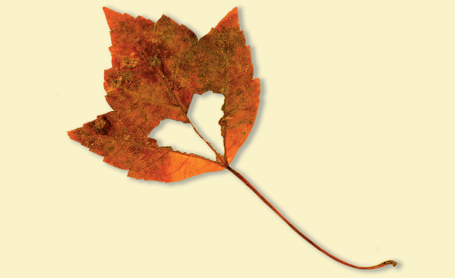 The Heart-Shaped Leaf: A Sign of Hope and God’s Love