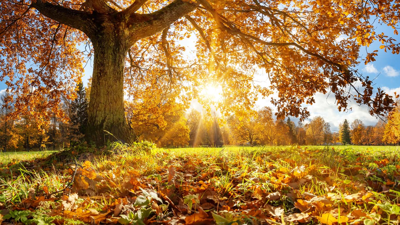 How to Maintain Your Wellness After the Spouse You’ve Cared for Dies