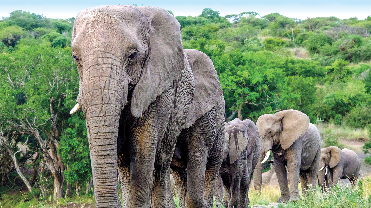 An Elephant Herd Honors the Man Who Gave Them a Home
