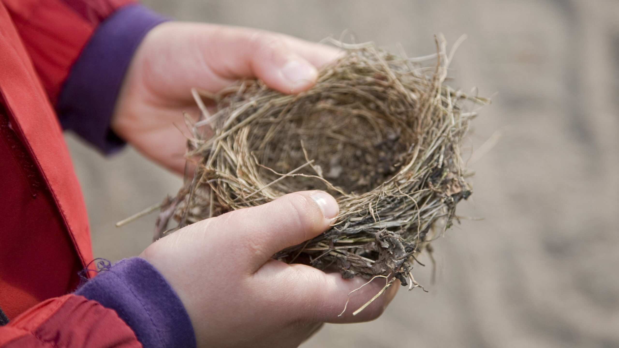 How to Embrace the Empty Nest