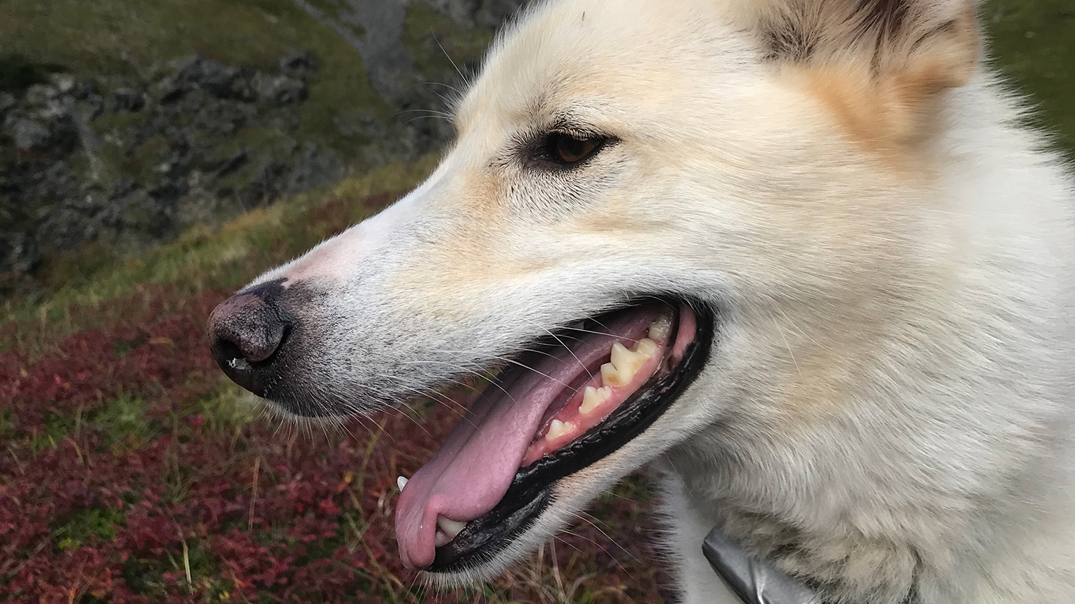 A Husky Who Rescues People  in Alaska