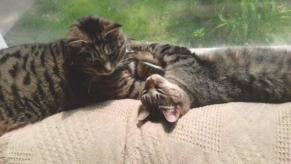 A Message of Hope from a Cat Named Seth