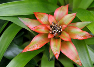 The Little Plant that Could