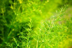 How to Grow a Biblical Garden