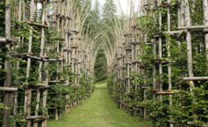 Italy’s Cathedral of Trees