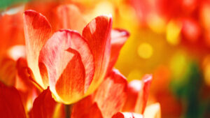 God’s Gift of Flowers