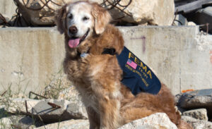 Remembering the Last 9/11 Search and Rescue Dog