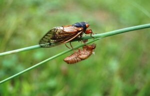 A Life-Changing Lesson from Nature