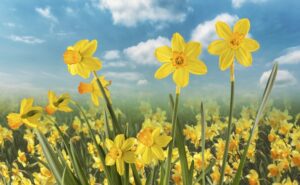 Daily Devotion: Welcome Spring!