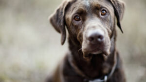 Opening My Heart to Our New Dog