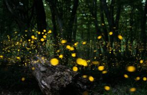 Tiny Twinkling Angels