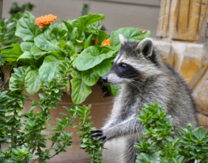 All God’s Creatures