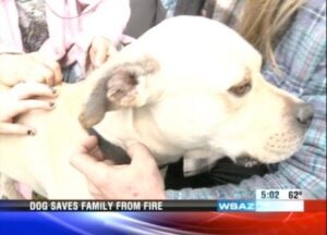 Inexplicable Coincidence: Dog Saves Family from Fire
