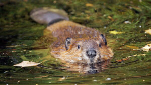 Busy Beavers: A Devotional for Kids