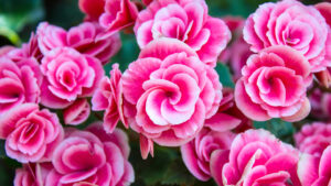 Angels in Bloom: A New Friendship Blossoms