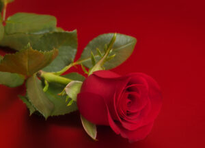 Dreams Come True with Hope and Faith