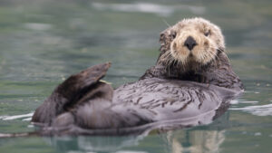 Playful Sea Otters: A Devotional for Kids