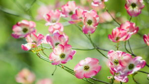 Jesus Is Your Safe Place